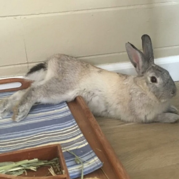 Meet your Posher, Lovely - Picture 1 of 2